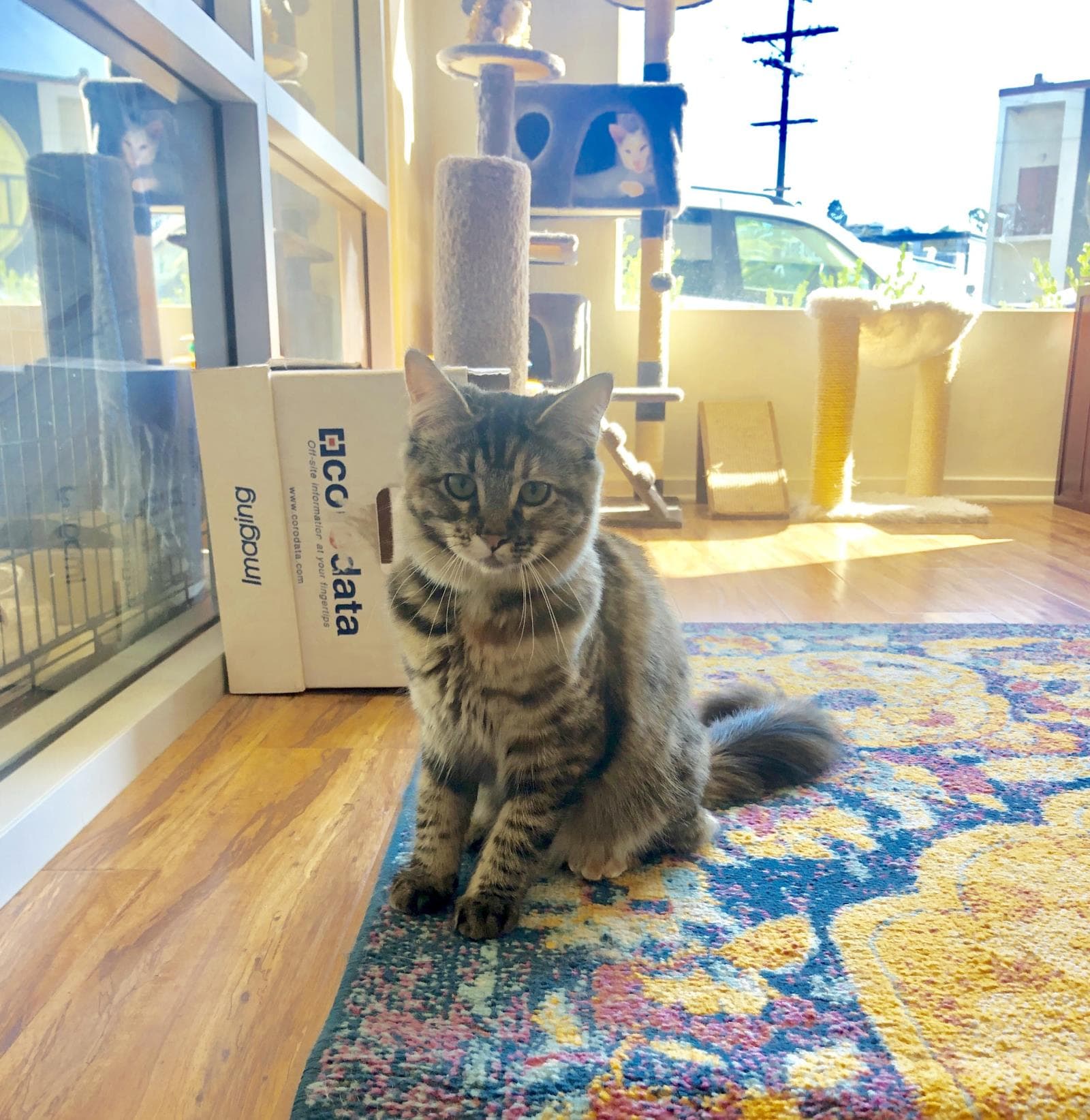 Pickles Fka Ashley - Maine Coon