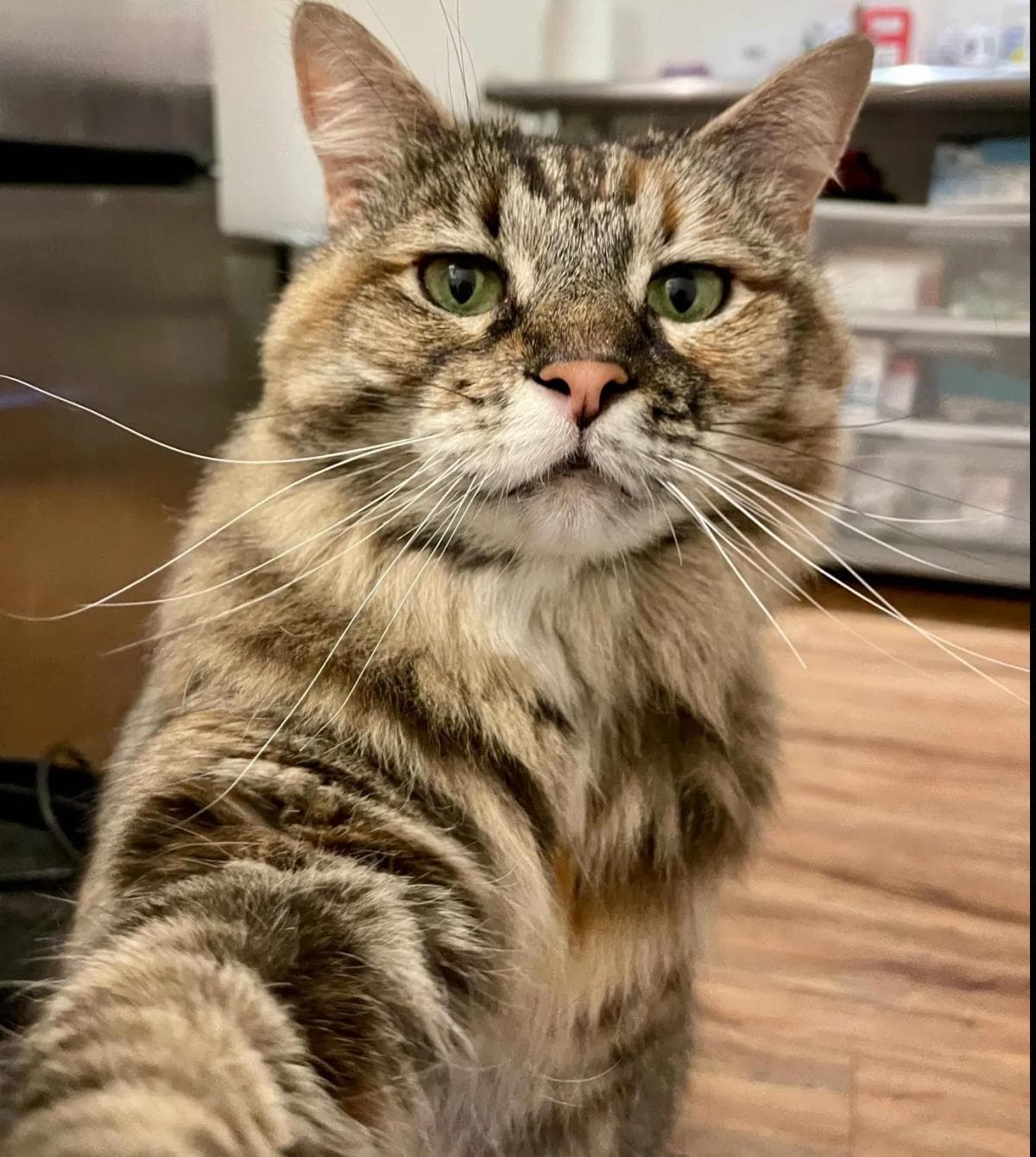Pickles Fka Ashley - Maine Coon