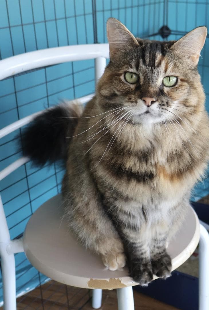 Pickles Fka Ashley - Maine Coon