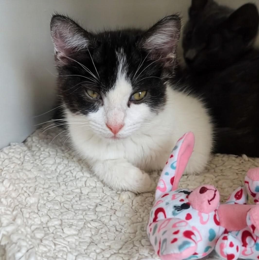 Jolene - Domestic Short Hair