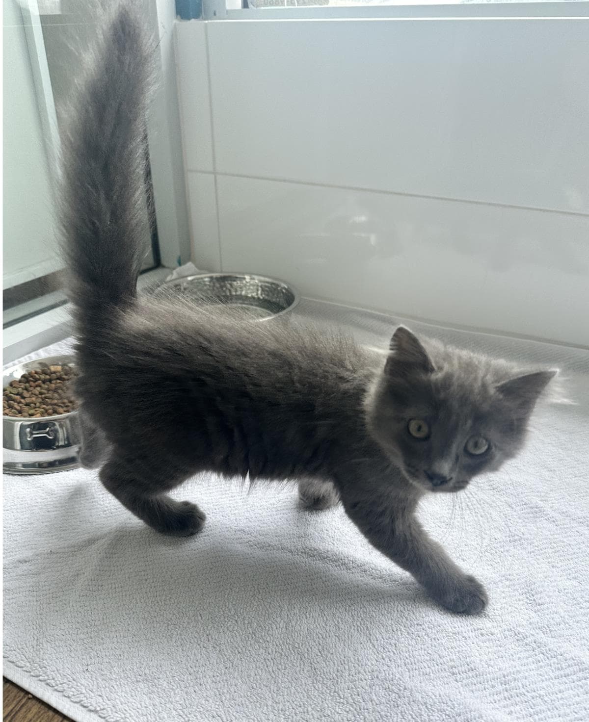 Buddha - Domestic Long Hair