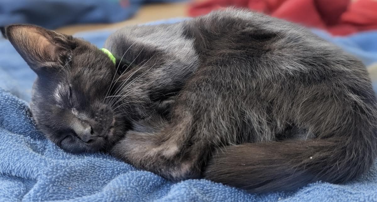 Orbit - Domestic Short Hair