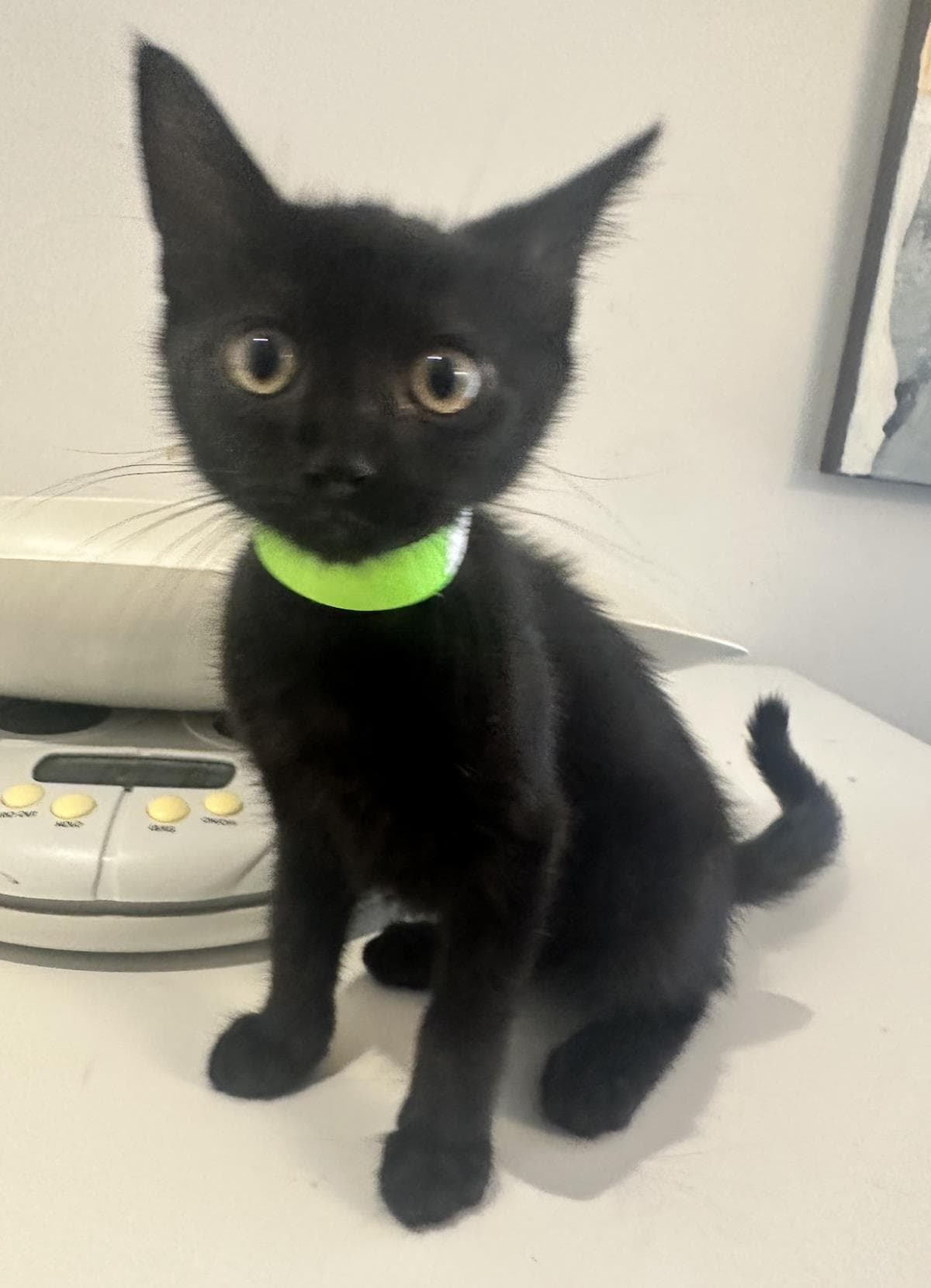 Junie - Domestic Short Hair