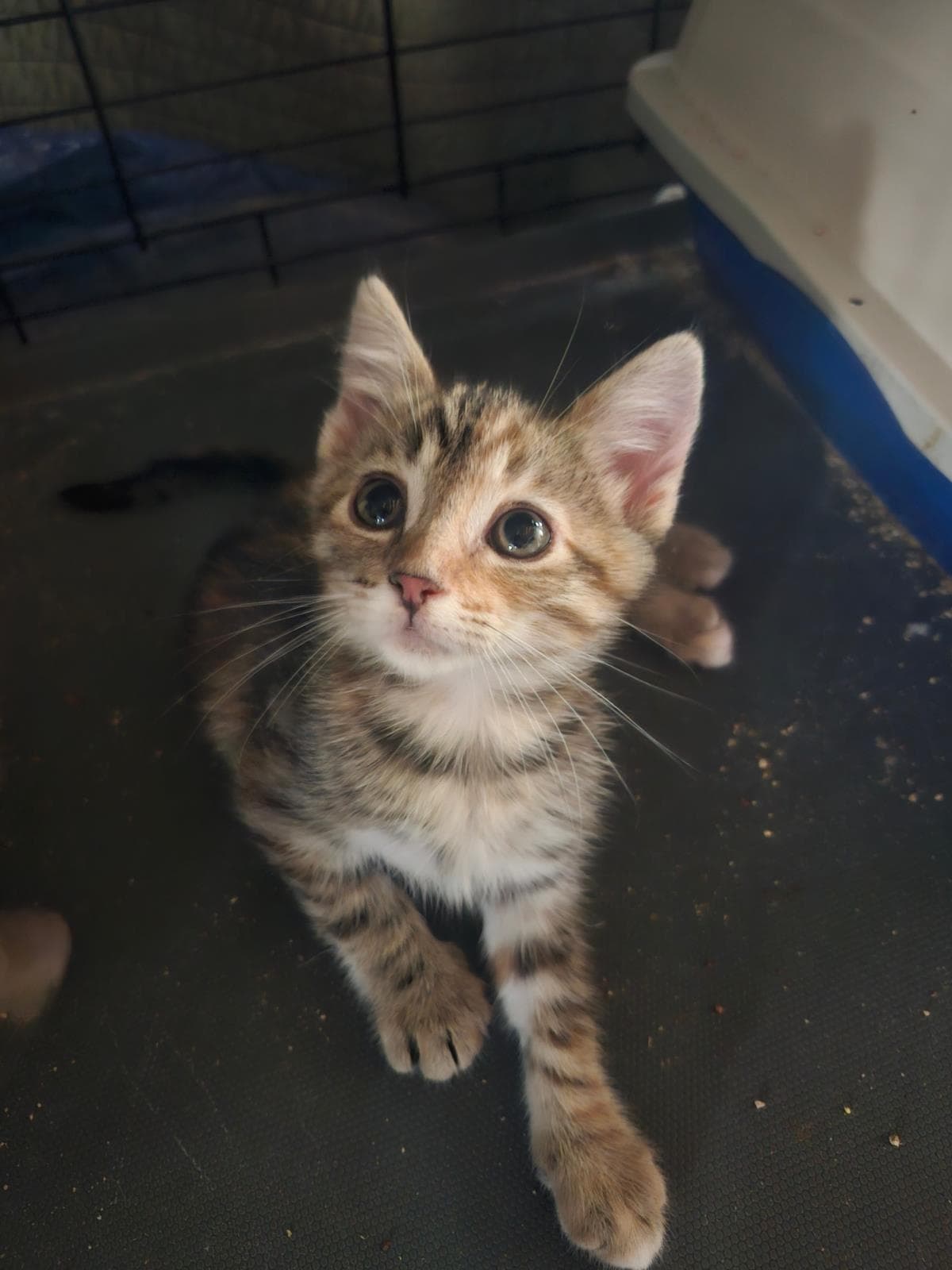 Coral - Domestic Short Hair