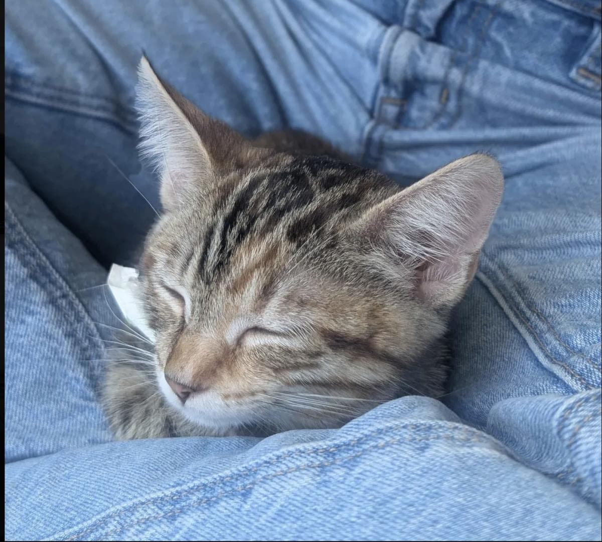 Coral - Domestic Short Hair