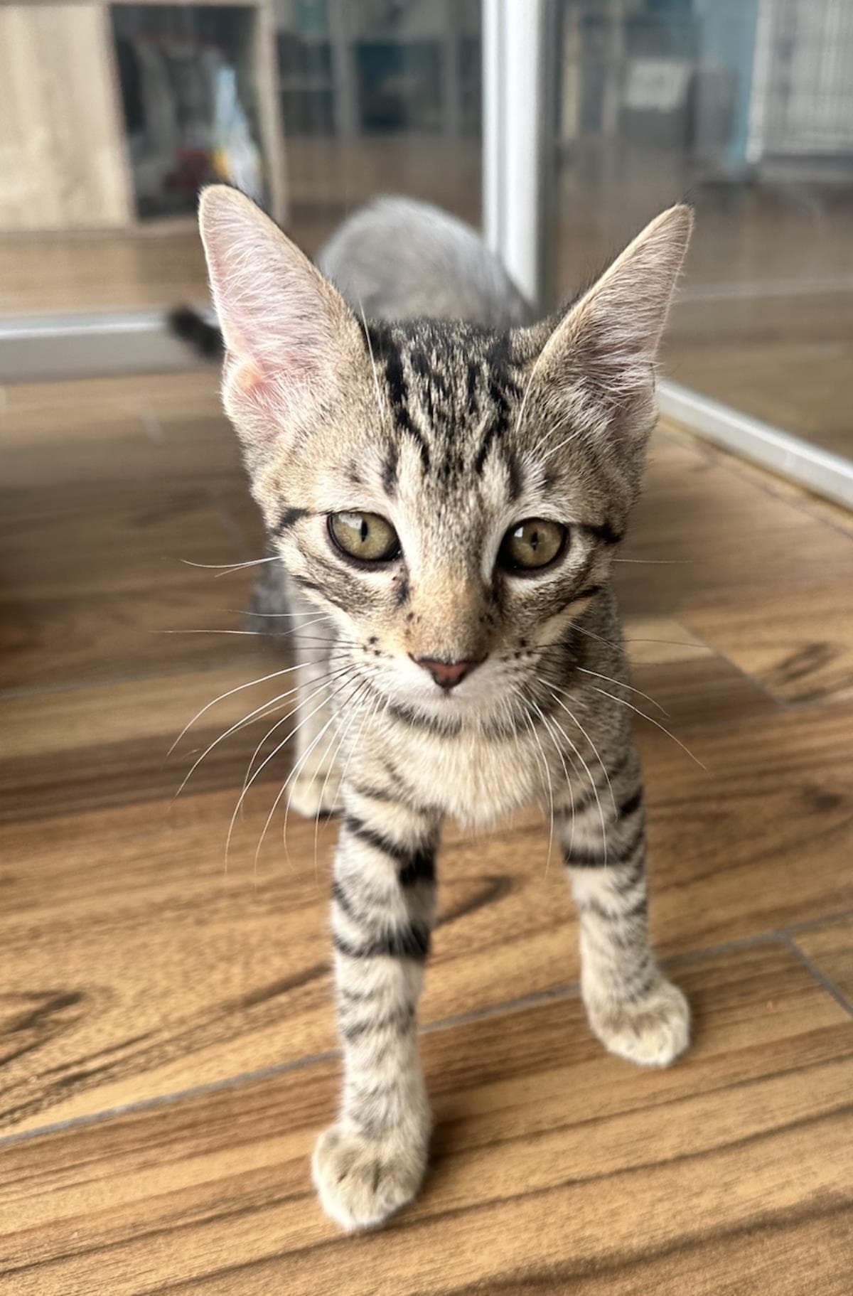 Opal - Domestic Short Hair