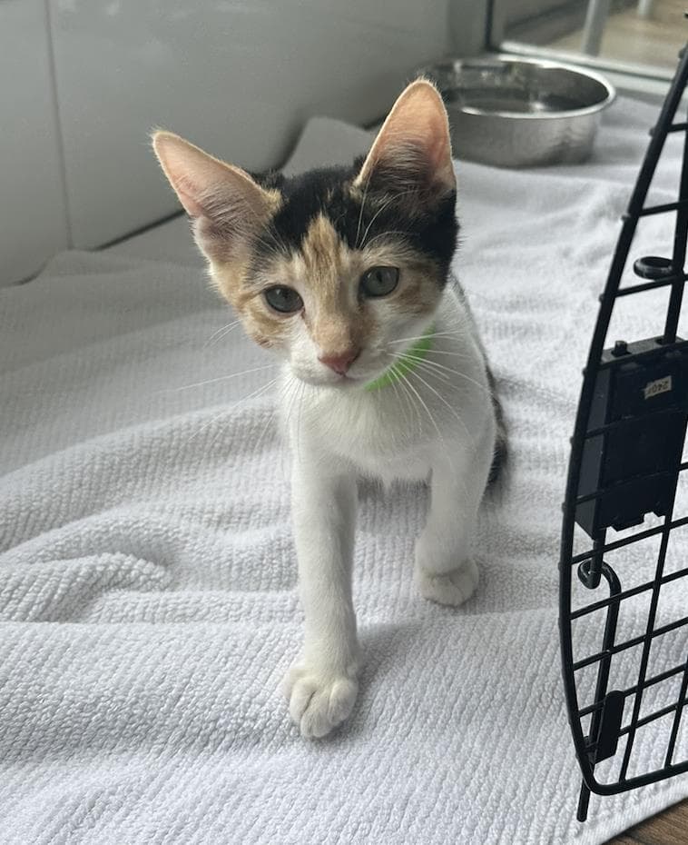 Amber - Domestic Short Hair