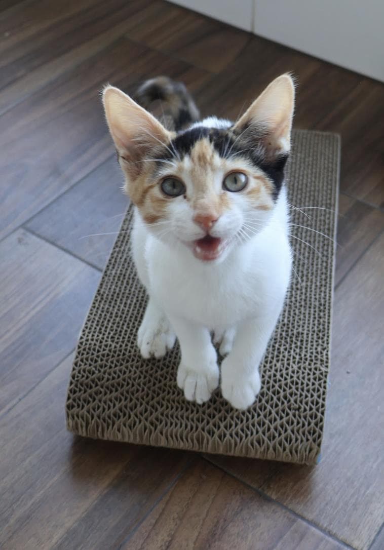 Amber - Domestic Short Hair