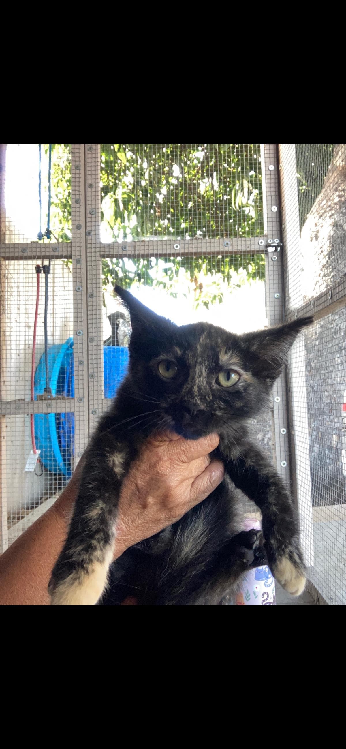 Sapphire - Domestic Short Hair