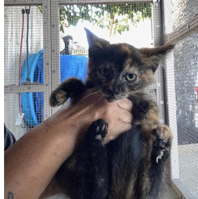 Ruby - Domestic Short Hair