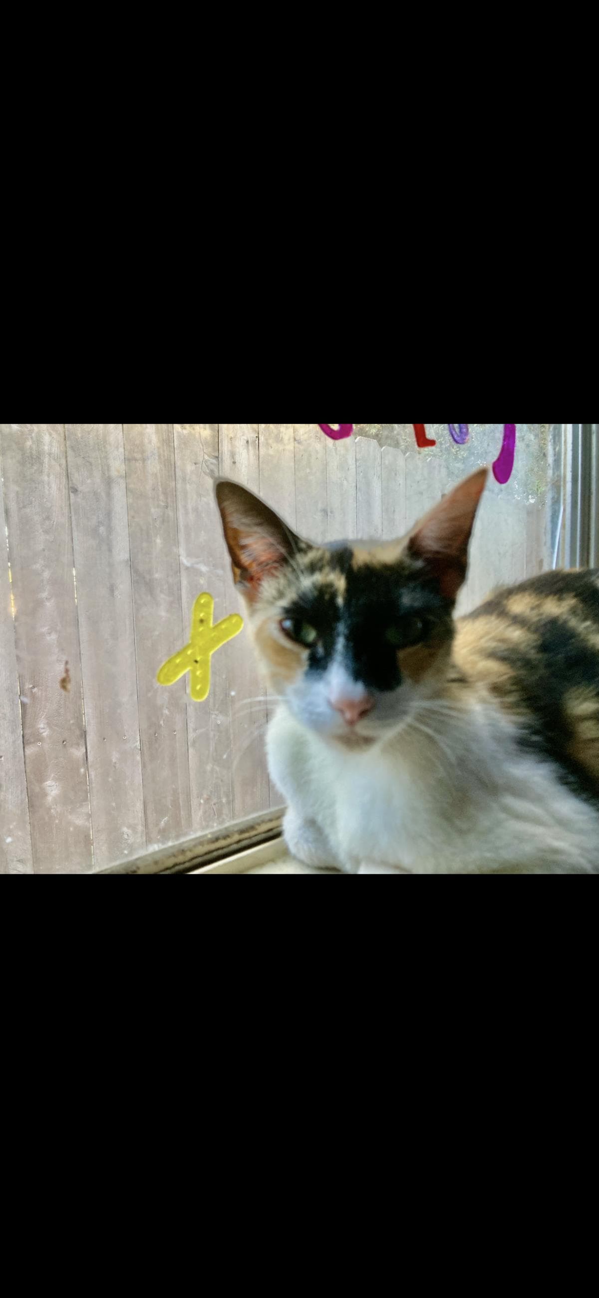 Pearl - Domestic Short Hair