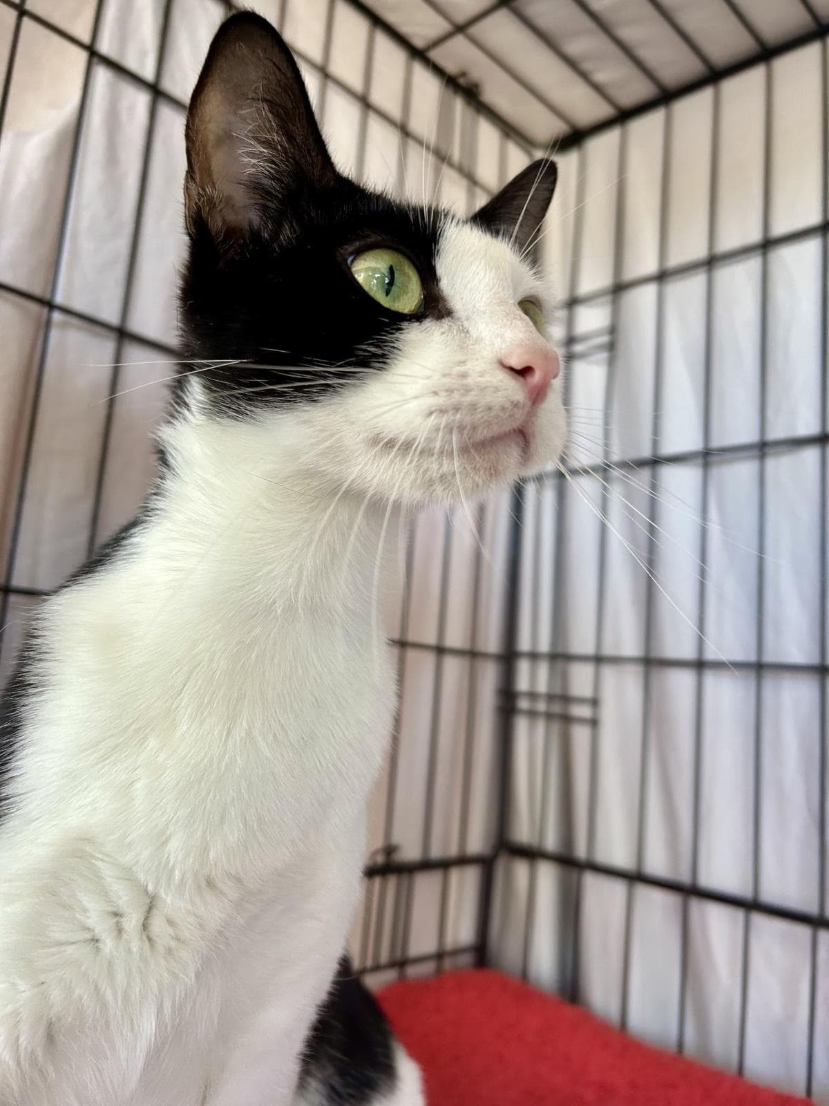 Nova - Domestic Short Hair