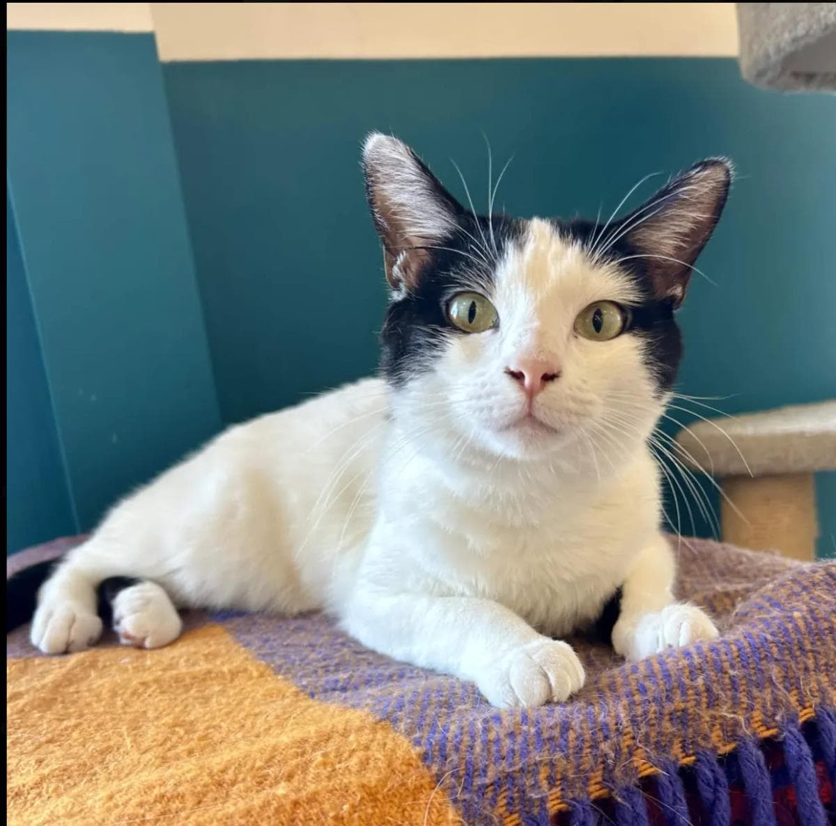 Pearl Krabs - Domestic Short Hair