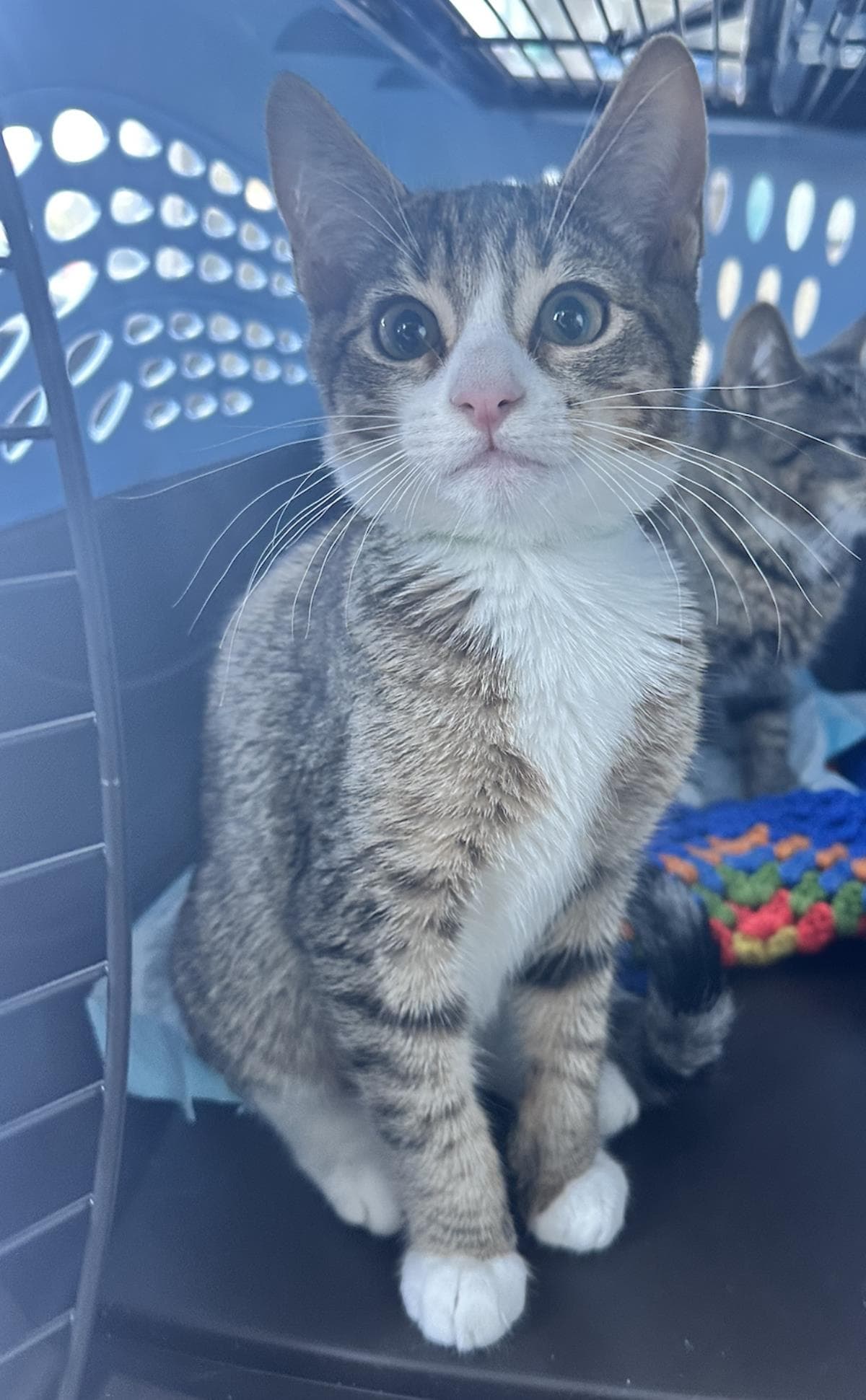 Messi - Domestic Short Hair