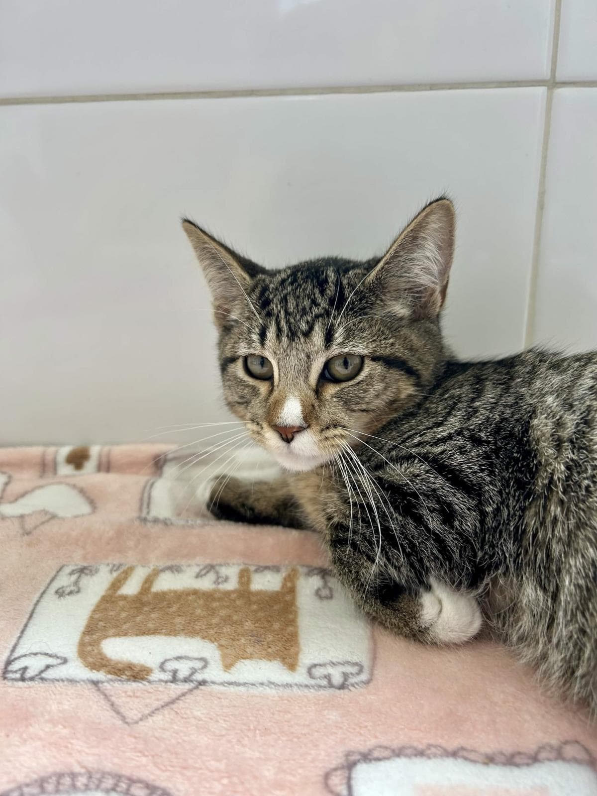Haaland - Domestic Short Hair