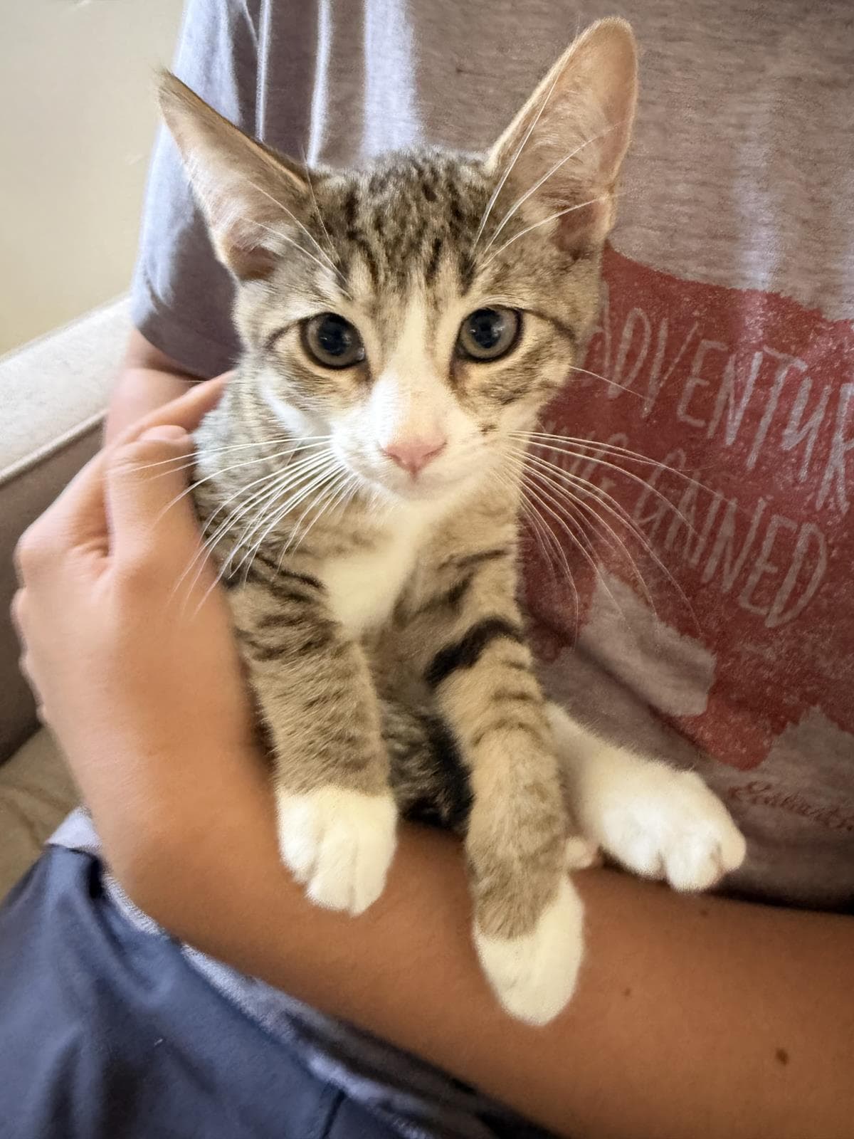 Rodri - Domestic Short Hair