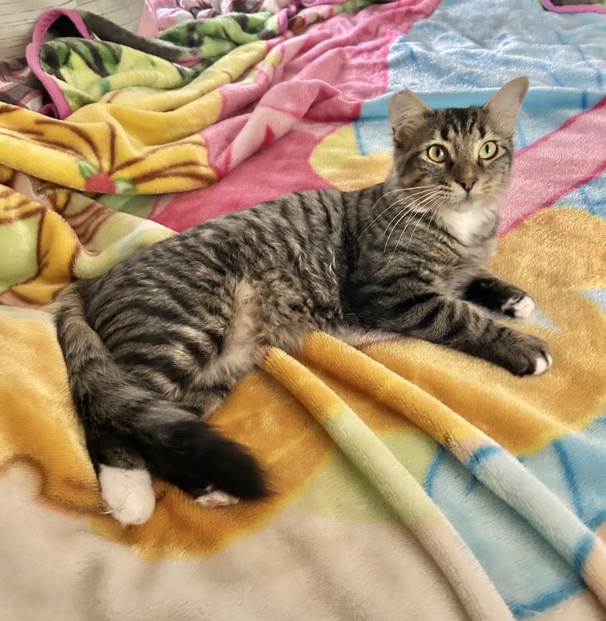 Stormy - Domestic Medium Hair