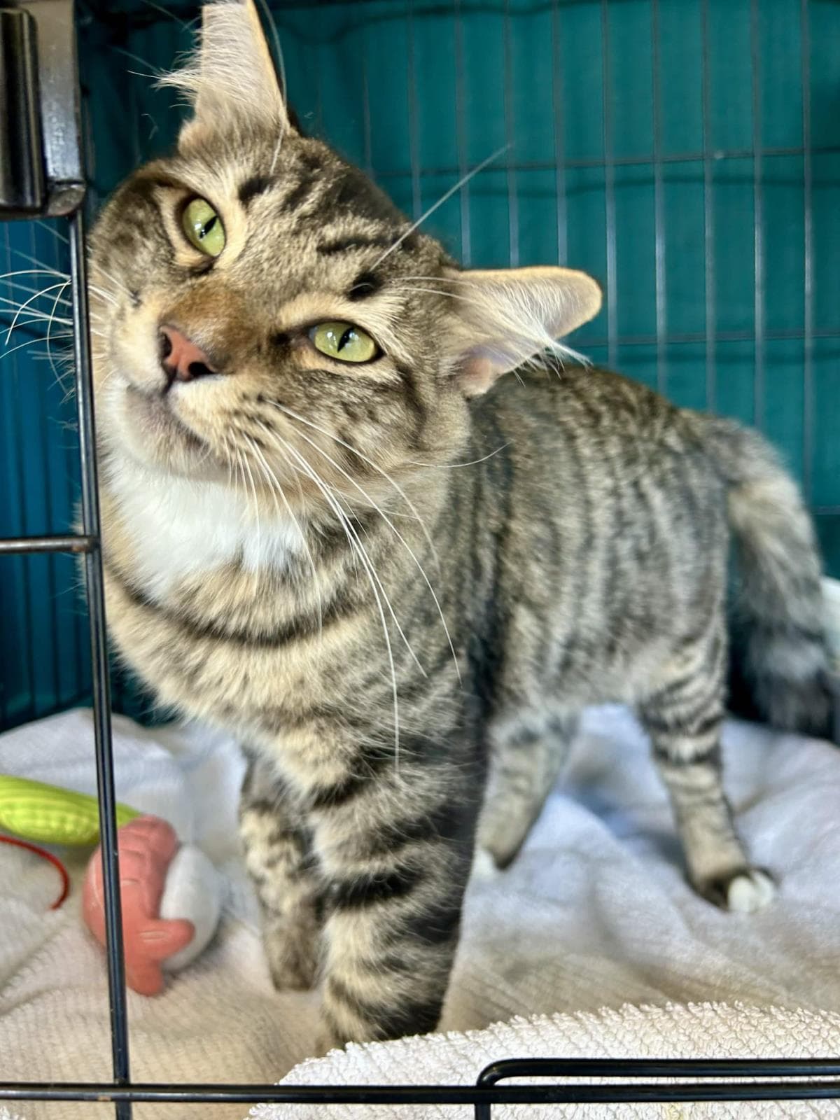 Stormy - Maine Coon