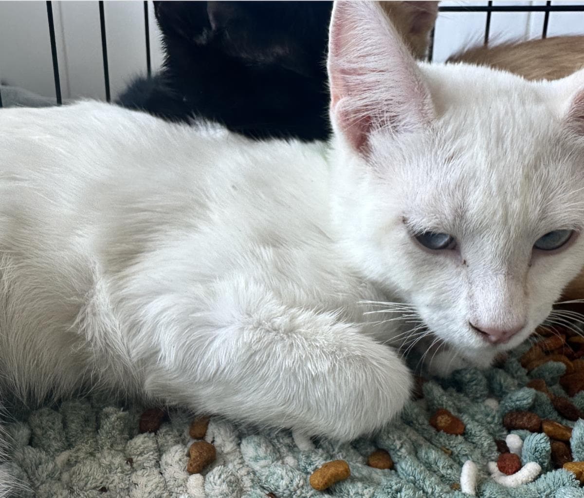 Sugar - Domestic Short Hair