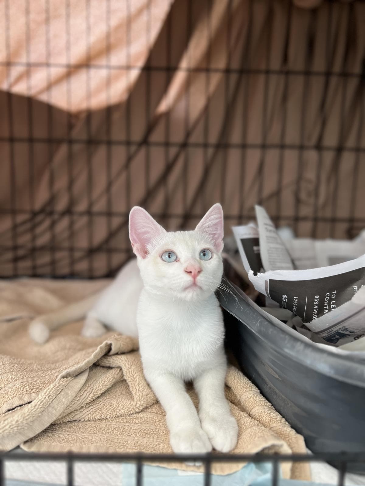 Sugar - Siamese