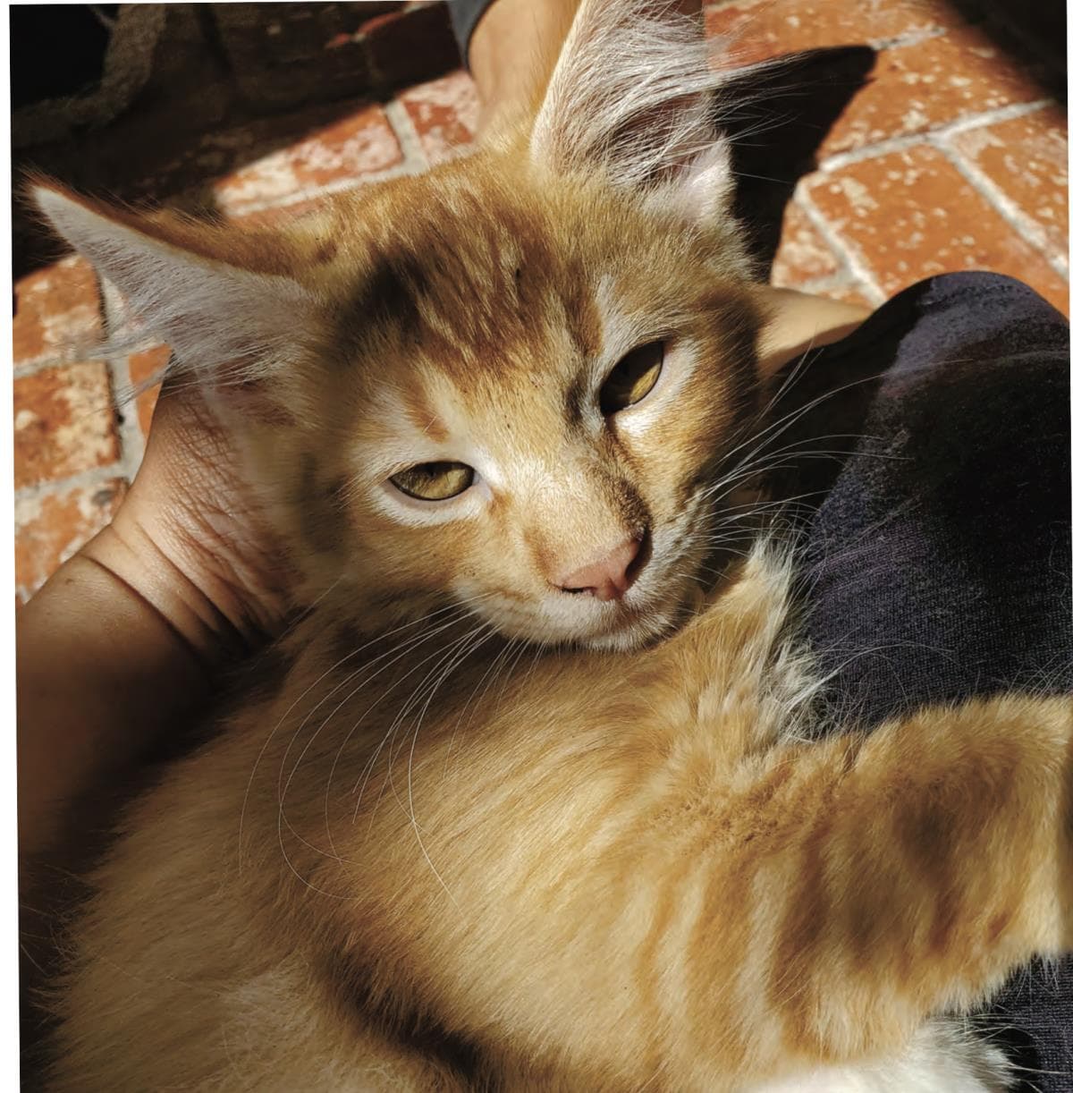 Ginger - Domestic Short Hair