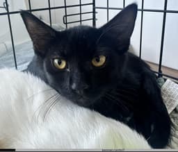 Gigi image 1