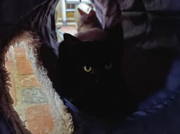 Gigi image 2