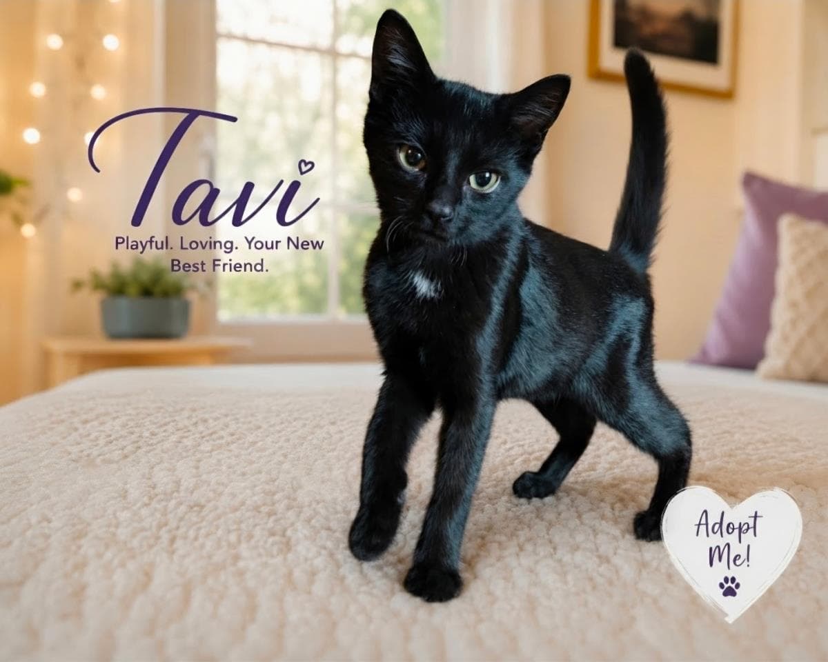 Tavi - Domestic Short Hair