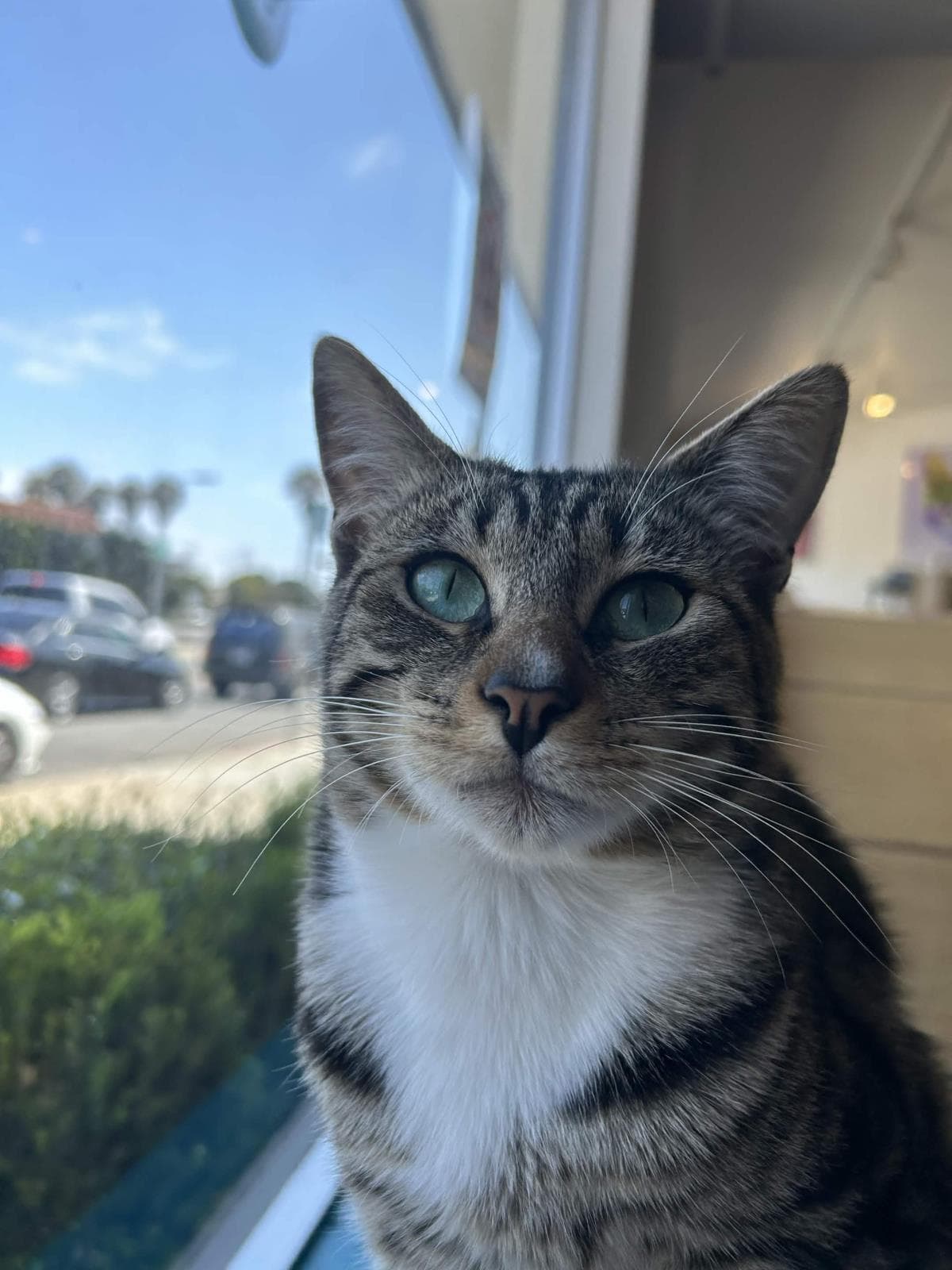 Beauty - Domestic Short Hair
