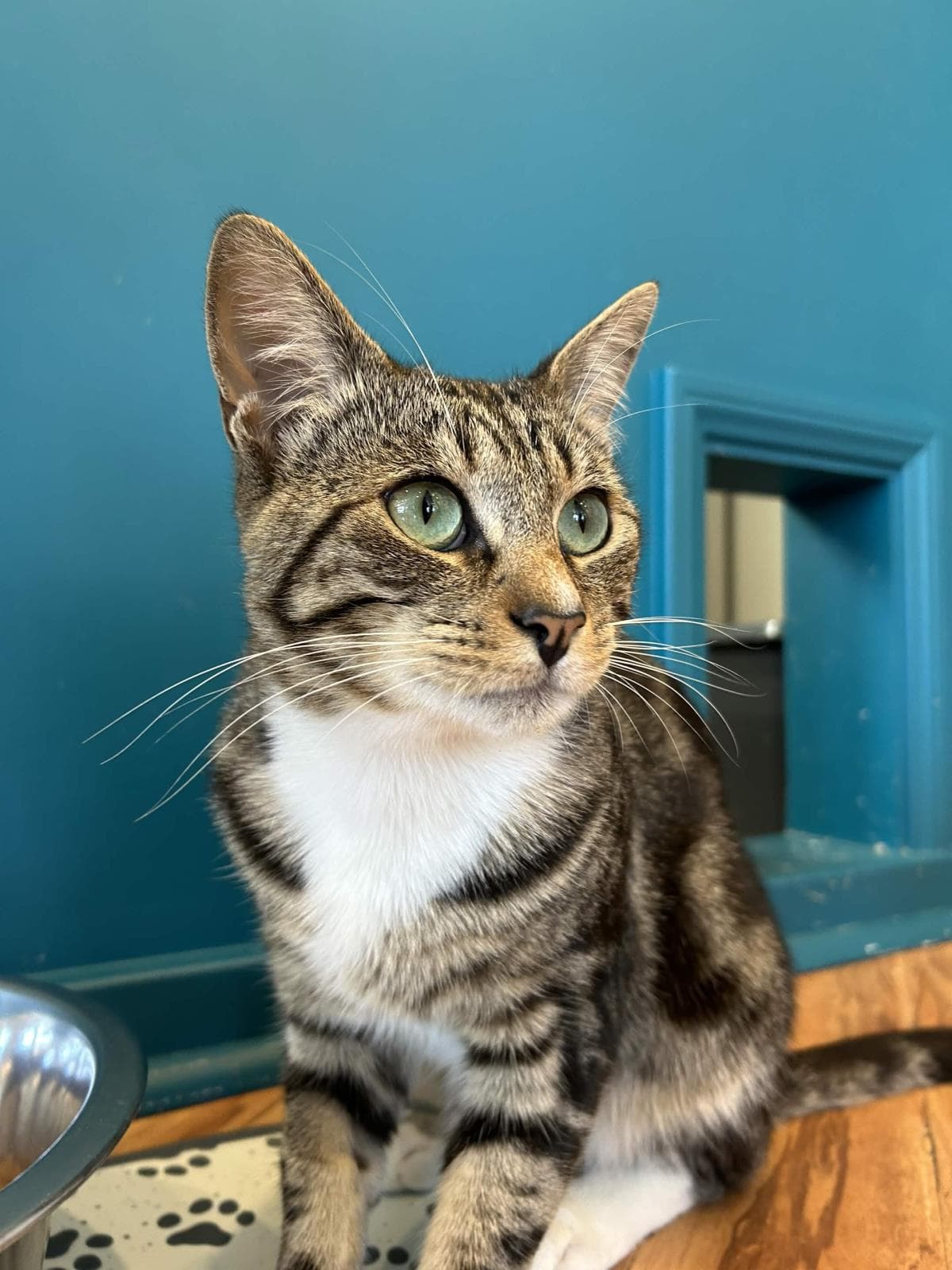 Beauty - Domestic Short Hair