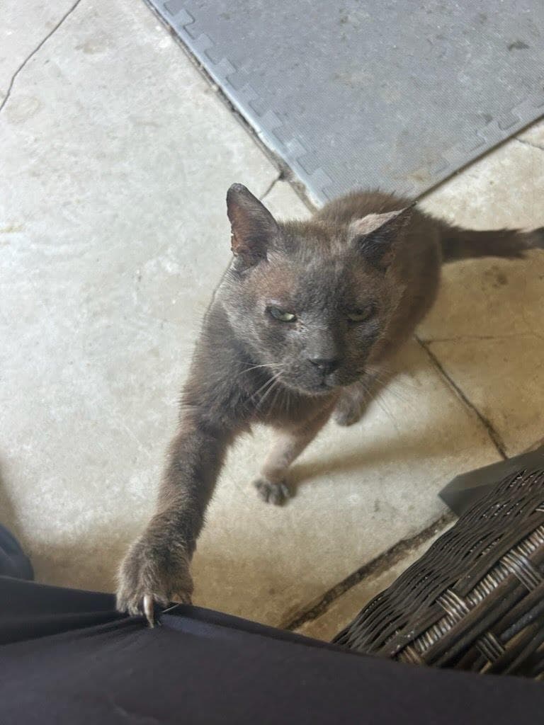 Mystery Courtesy Post - Russian Blue