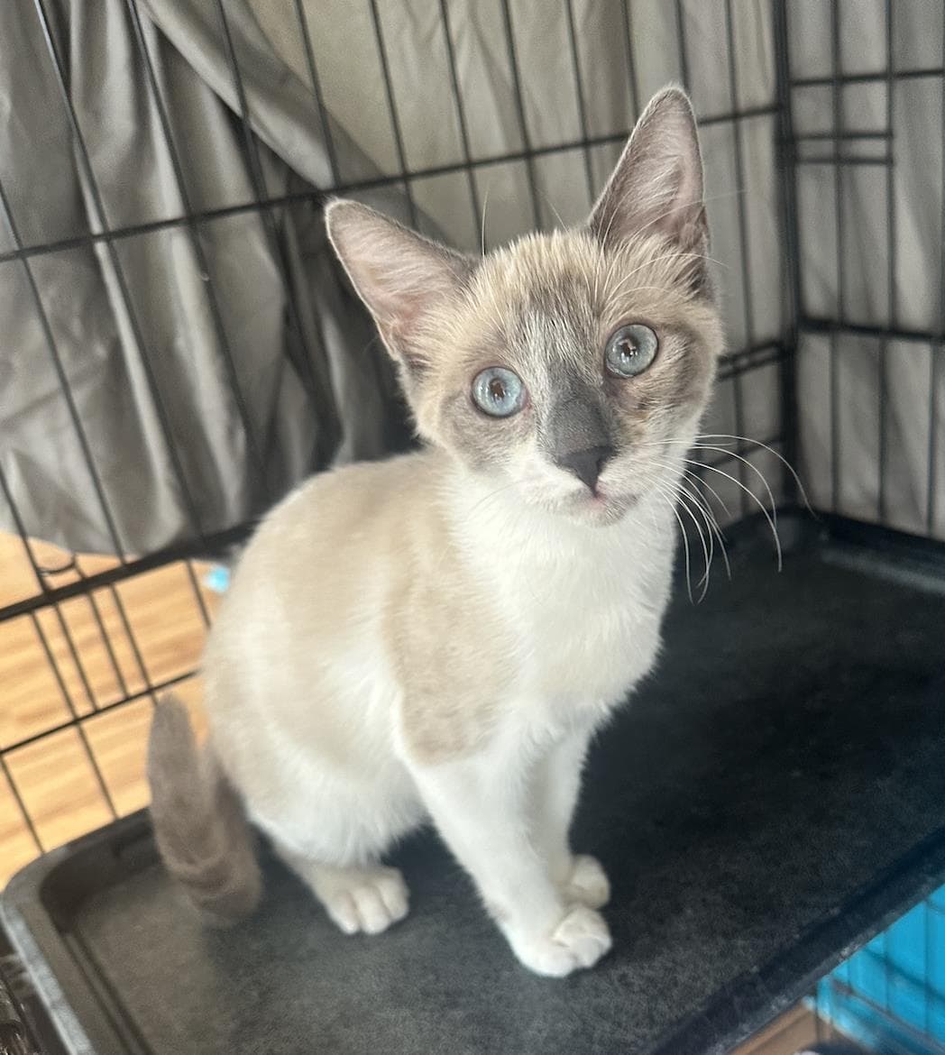 Oat Milk - Siamese