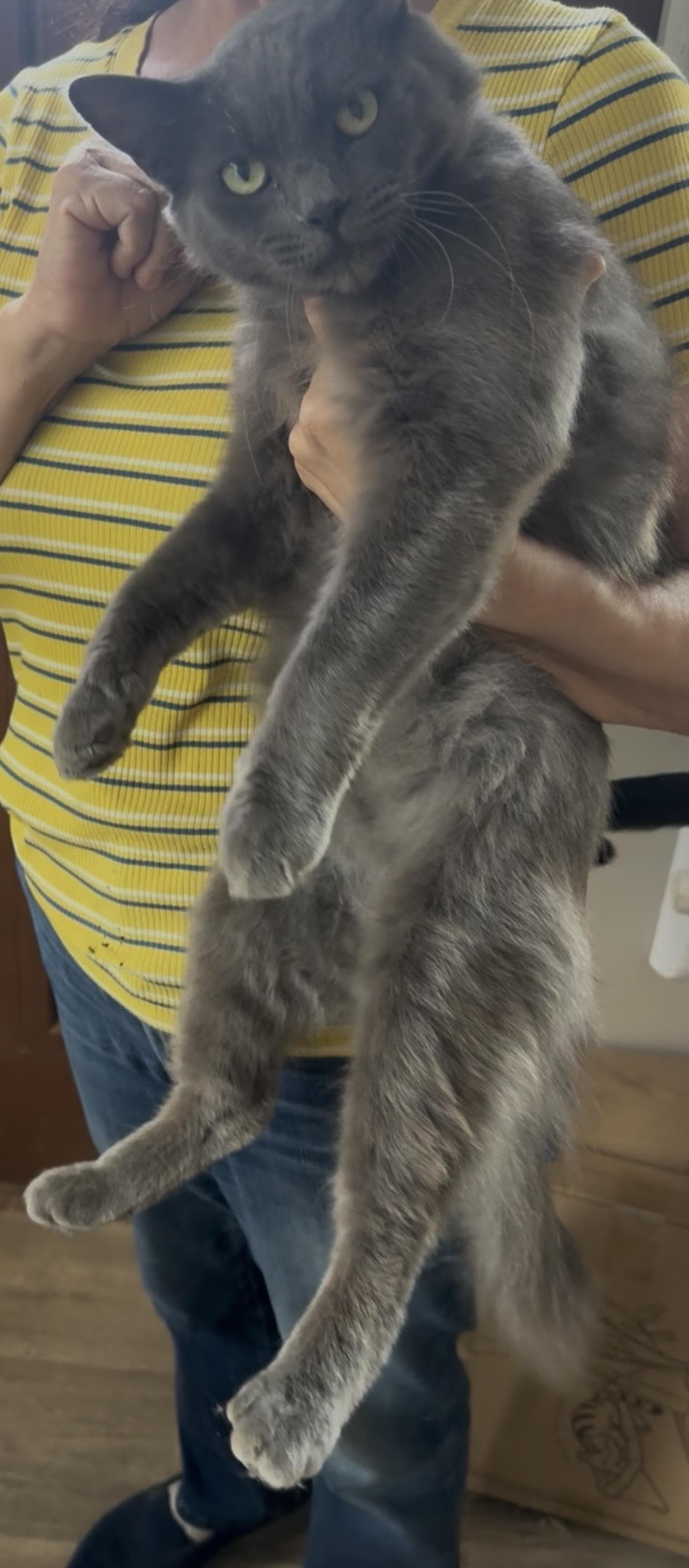 Mint - Domestic Medium Hair