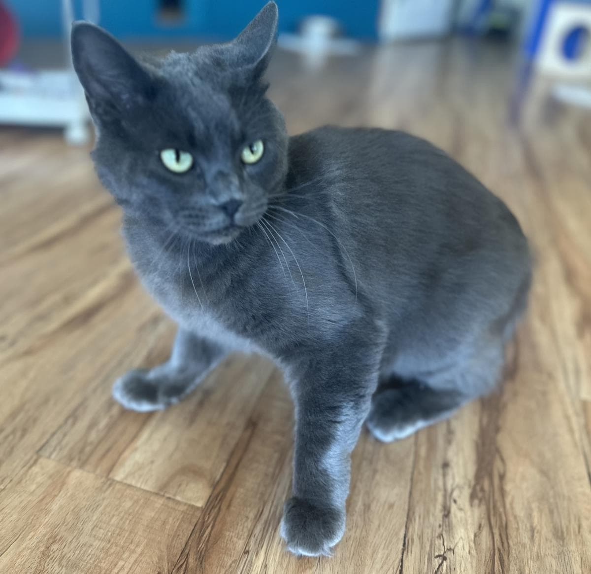 Mint - Domestic Medium Hair