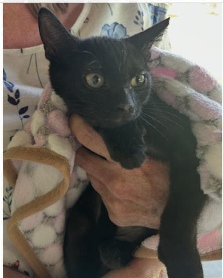 Circe - Domestic Short Hair
