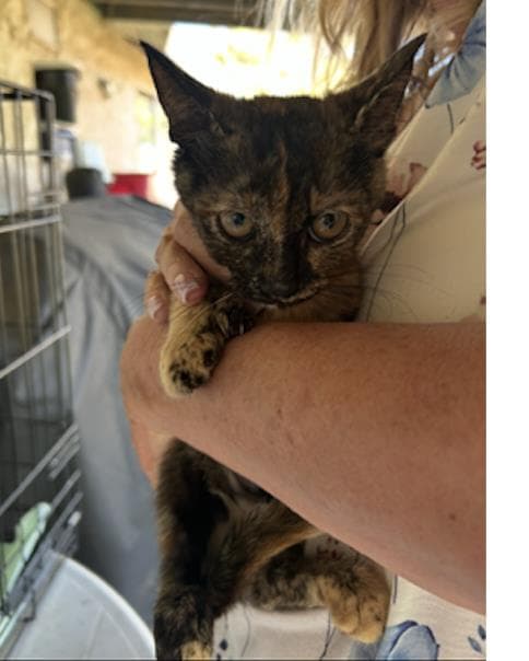 Calyspo - Domestic Short Hair