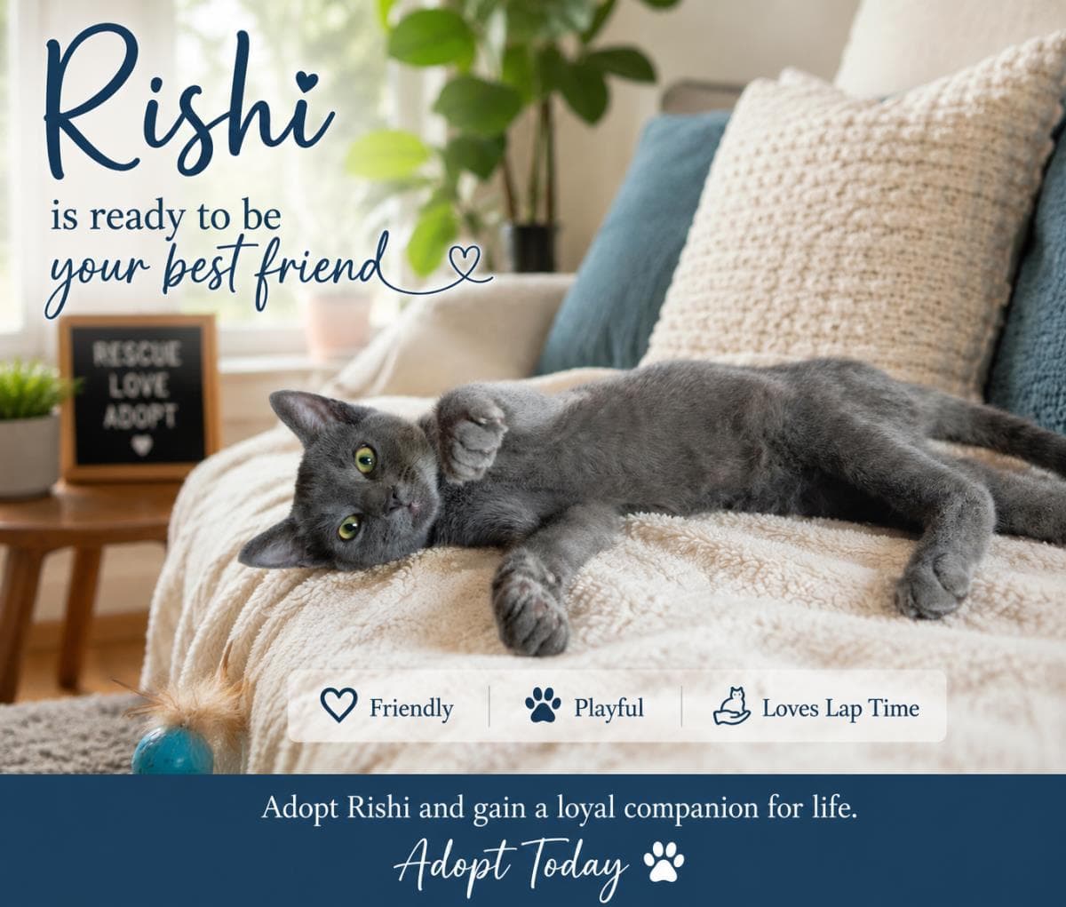 Rishi - Russian Blue
