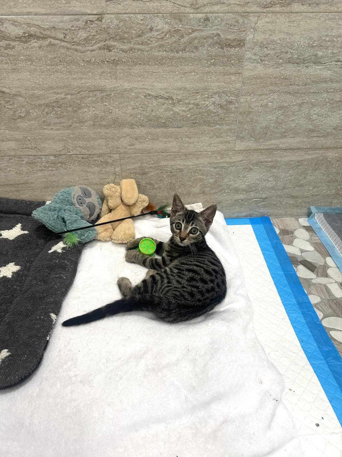 Aj - Domestic Short Hair