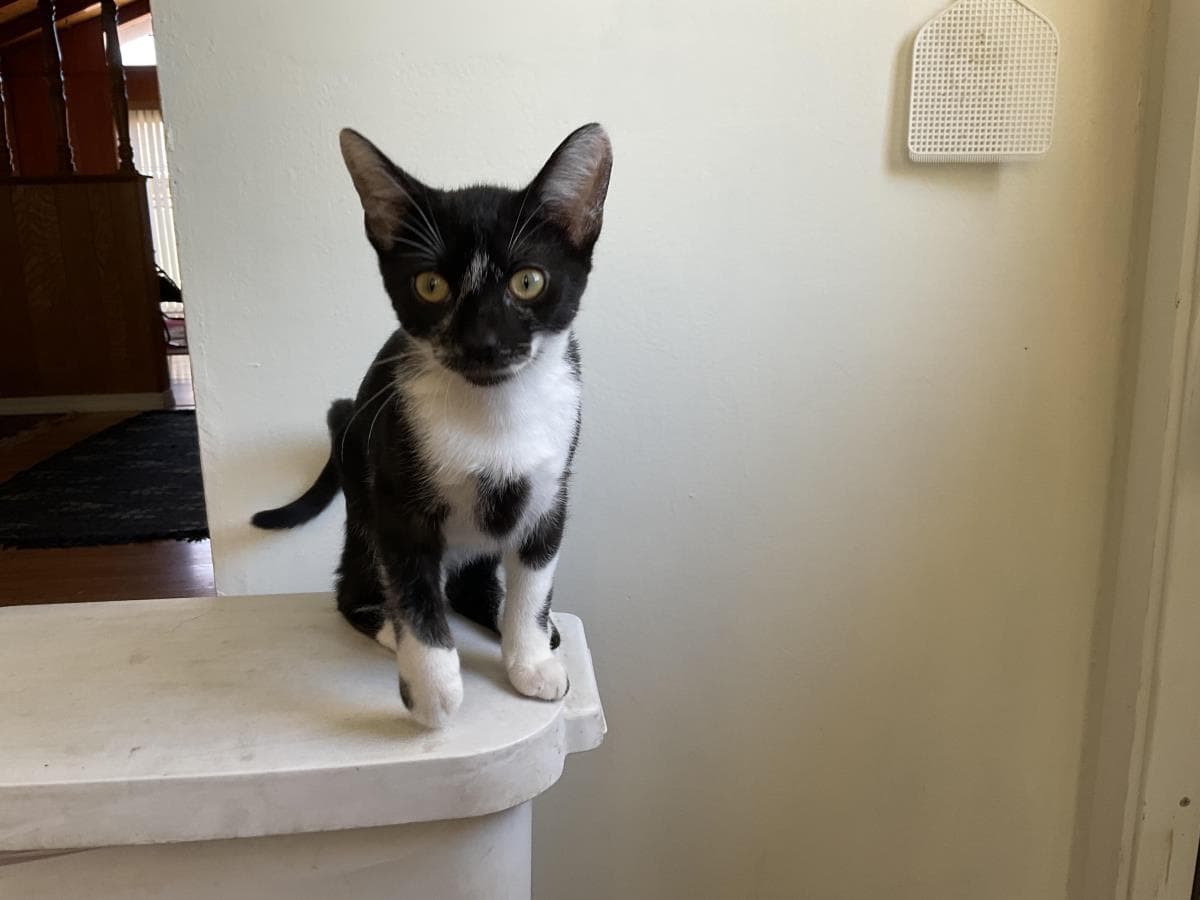 Pabu - Domestic Short Hair