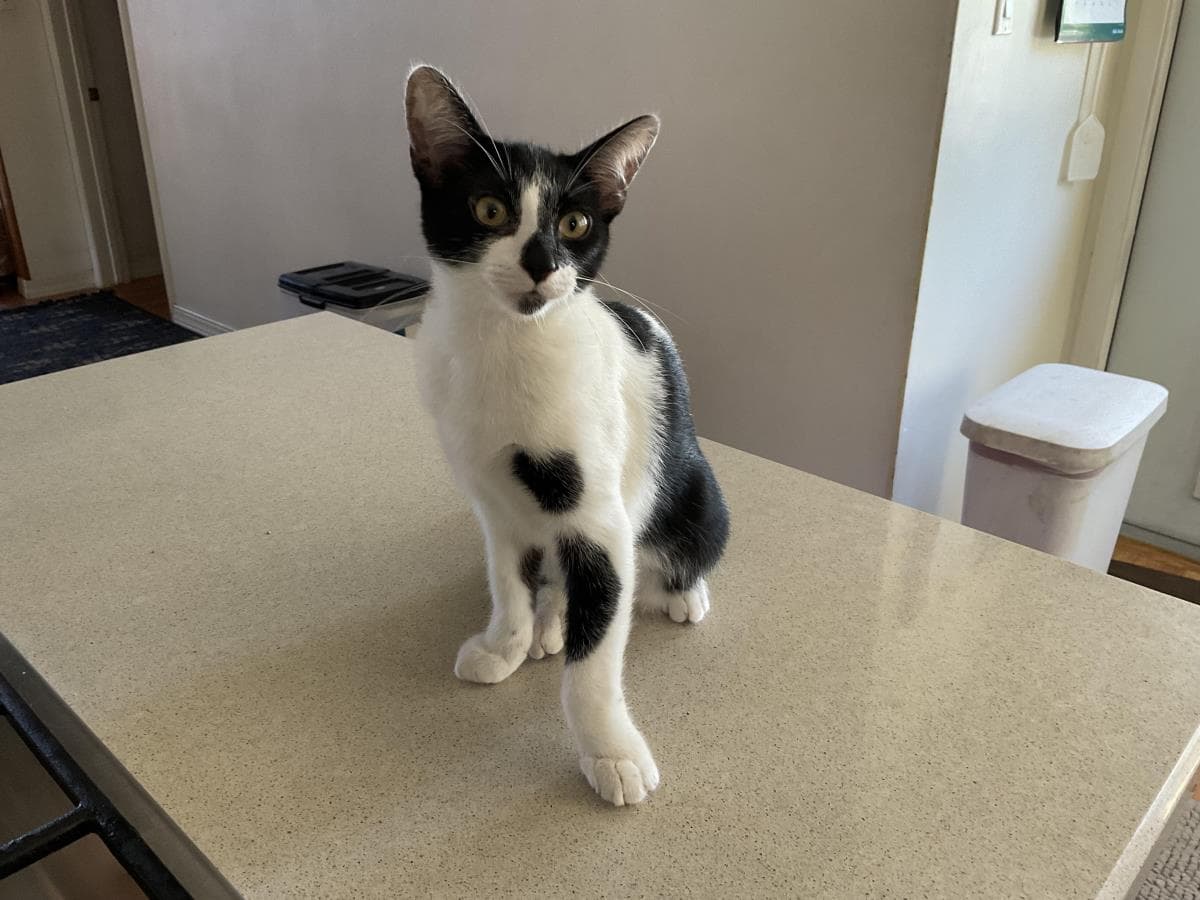 Mushu - Domestic Short Hair