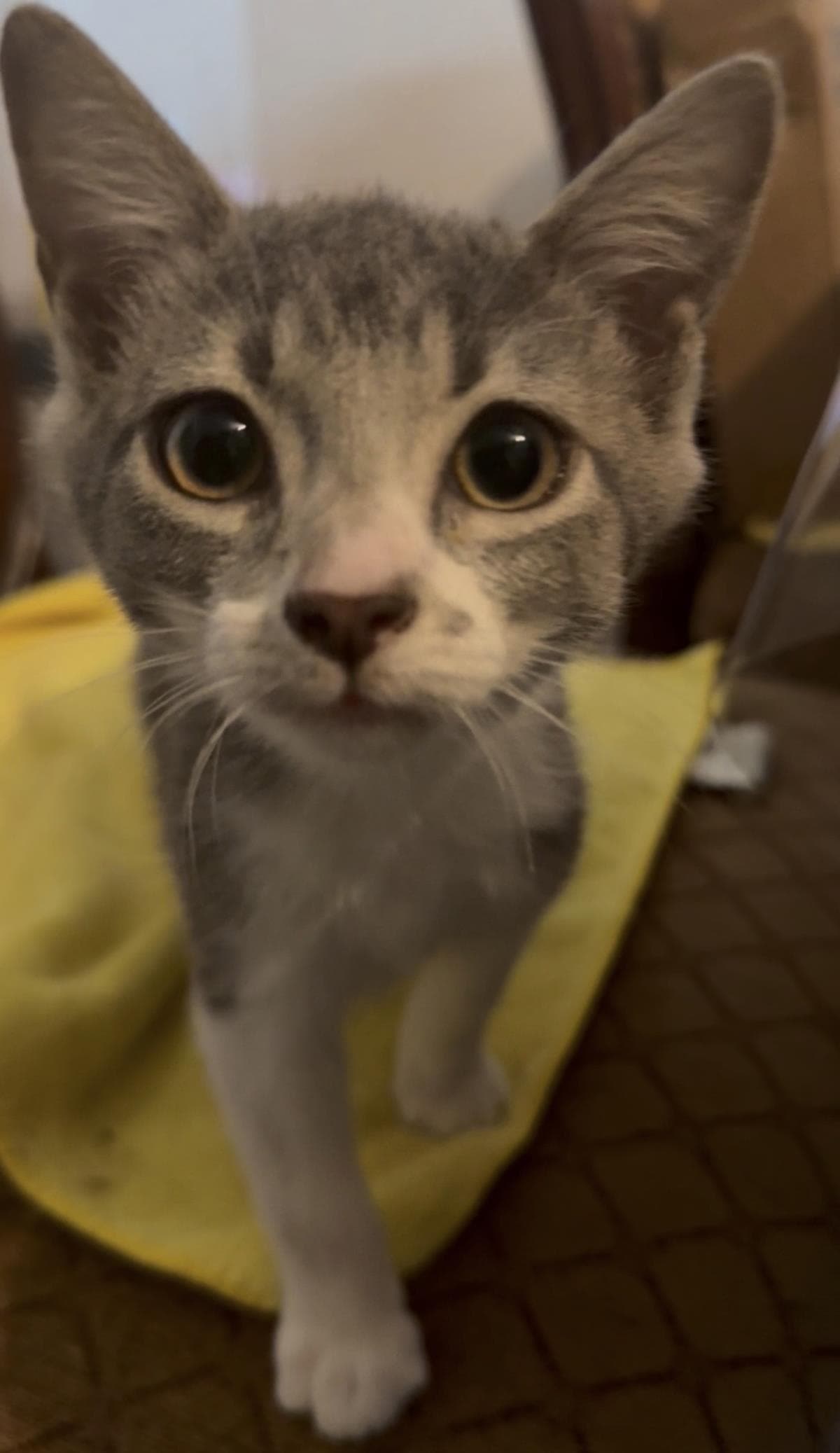Frosted Flakes - Domestic Short Hair