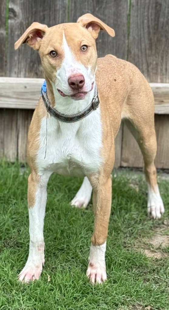 Autumn - Whippet
