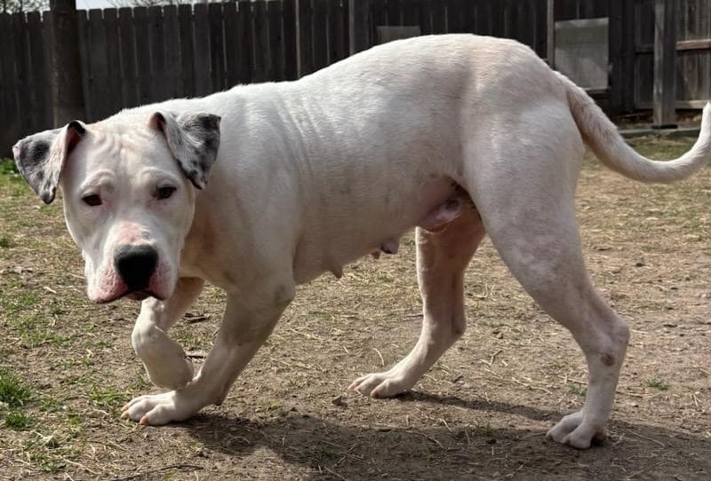 Cheyenne - Pit Bull Terrier