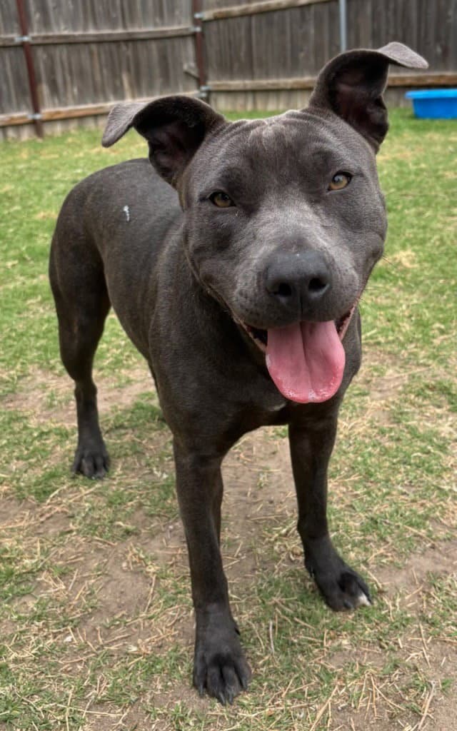 Stormi - Pit Bull Terrier