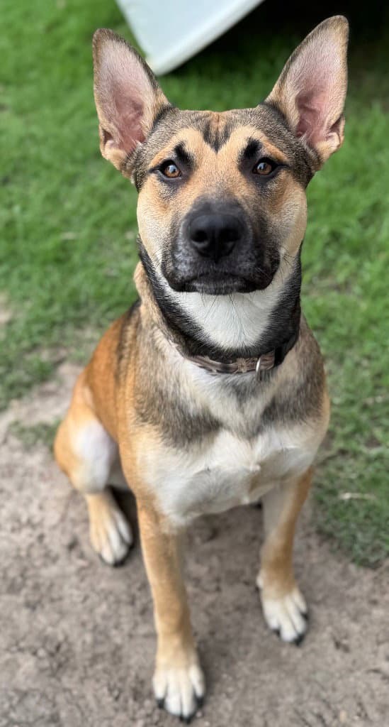 Meatball - German Shepherd Dog