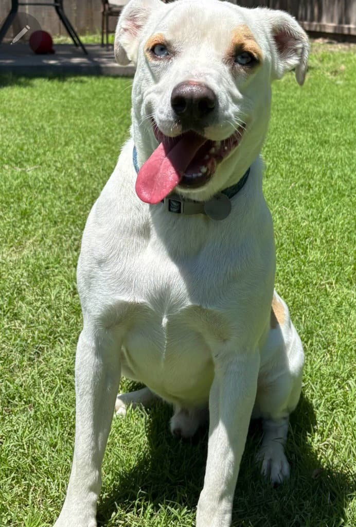Remmy - Pit Bull Terrier