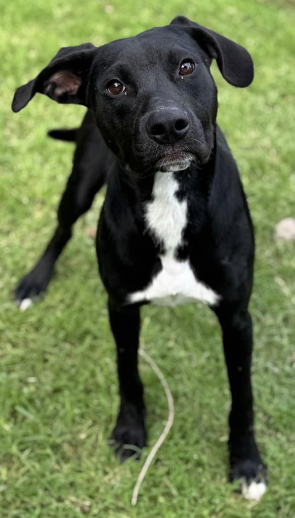 Captain - Labrador Retriever