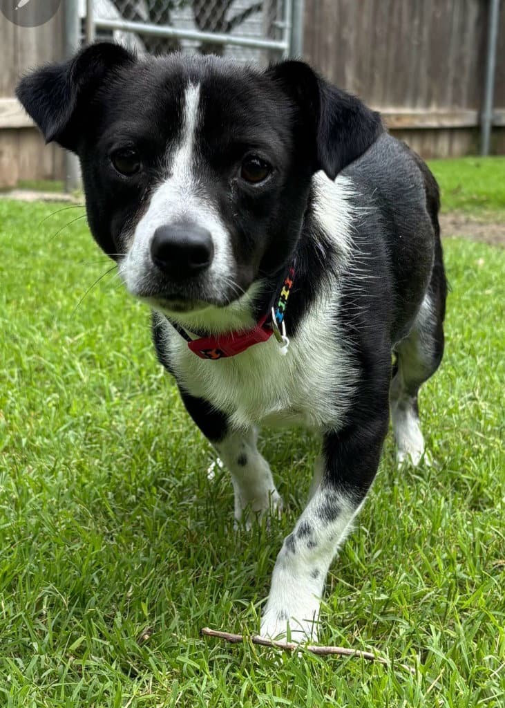 Mr Handsome Pants - Rat Terrier