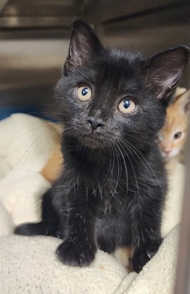 Dolly - Domestic Short Hair