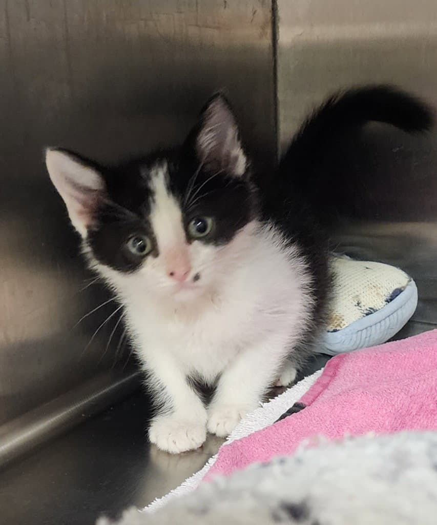 Mars - Domestic Short Hair